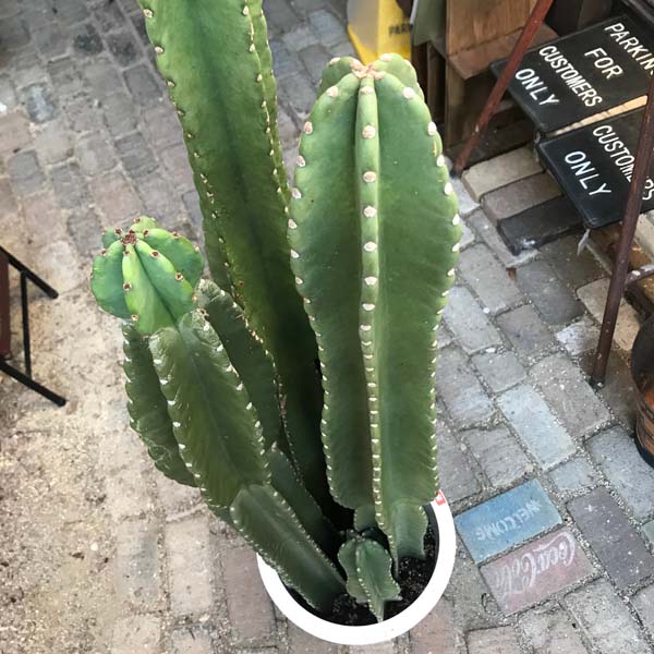 楽天市場】5頭立ち サボテン 柱サボテン 鬼面角 サボテン 多肉植物 尺