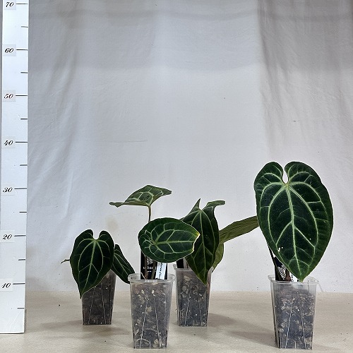 楽天市場】観葉植物 アンスリウム cf. ベッセアエ 3.5号ロング(個体