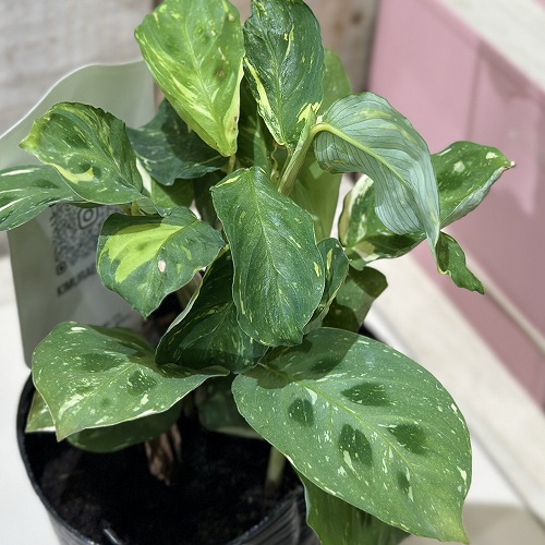 楽天市場】観葉植物 マランタ ケルコビアナ バリエガータ 3号(個体