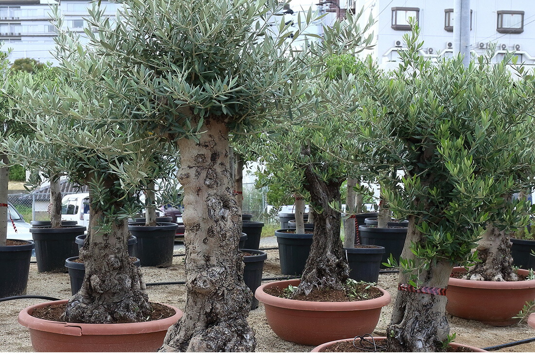 楽天市場】【オリーブ オヒブランカ】オリーブ ギフト観葉植物