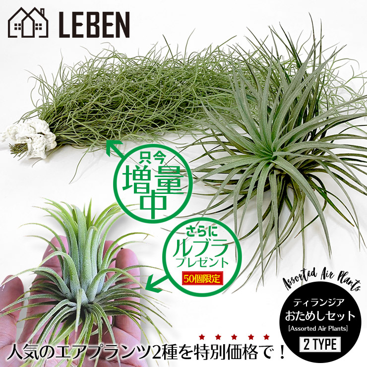 楽天市場】【25日は10%OFF！】☆予約☆50セット限定！ルブラ