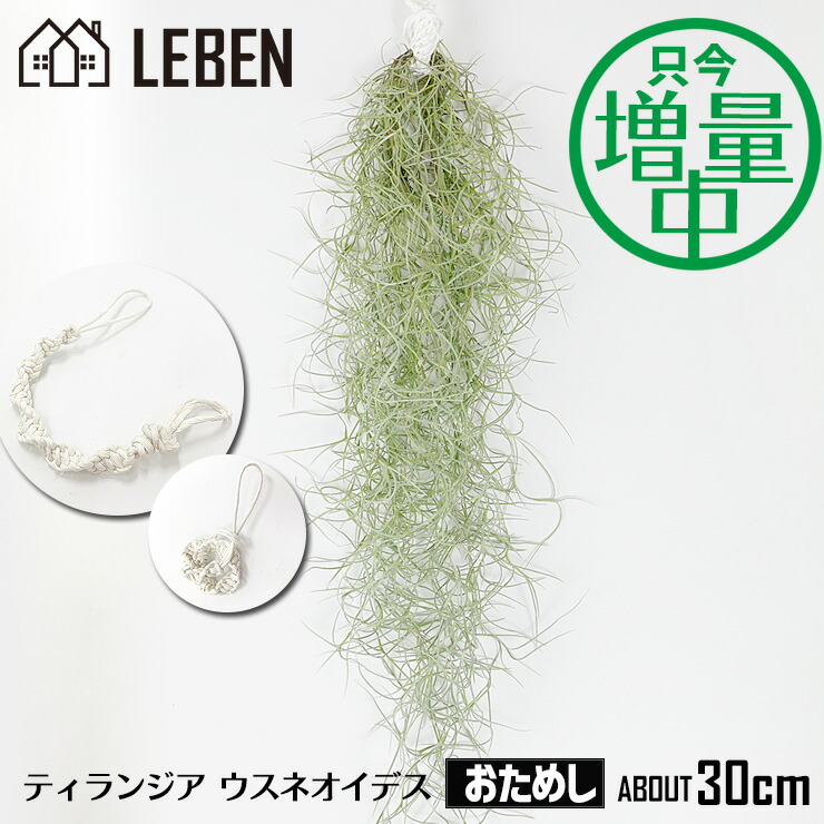 楽天市場】【5%OFFクーポン！お買い物マラソン】☆予約☆【只今！増量