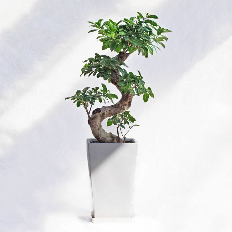 楽天市場】観葉植物 ガジュマル（曲げ） / 7寸・約W 35cm×H70～90cm