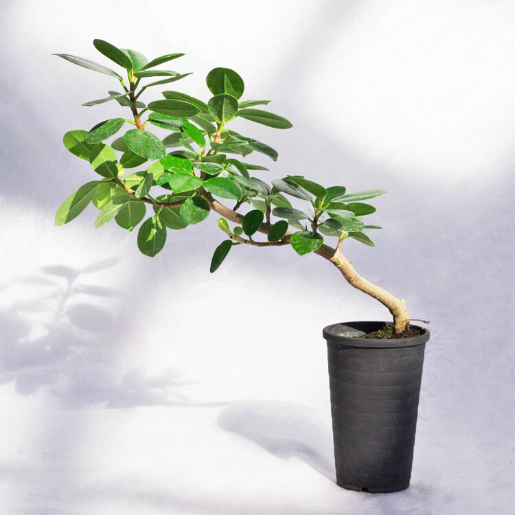 楽天市場】観葉植物【数量限定】パンダガジュマル（盆栽仕立） / 2.5寸