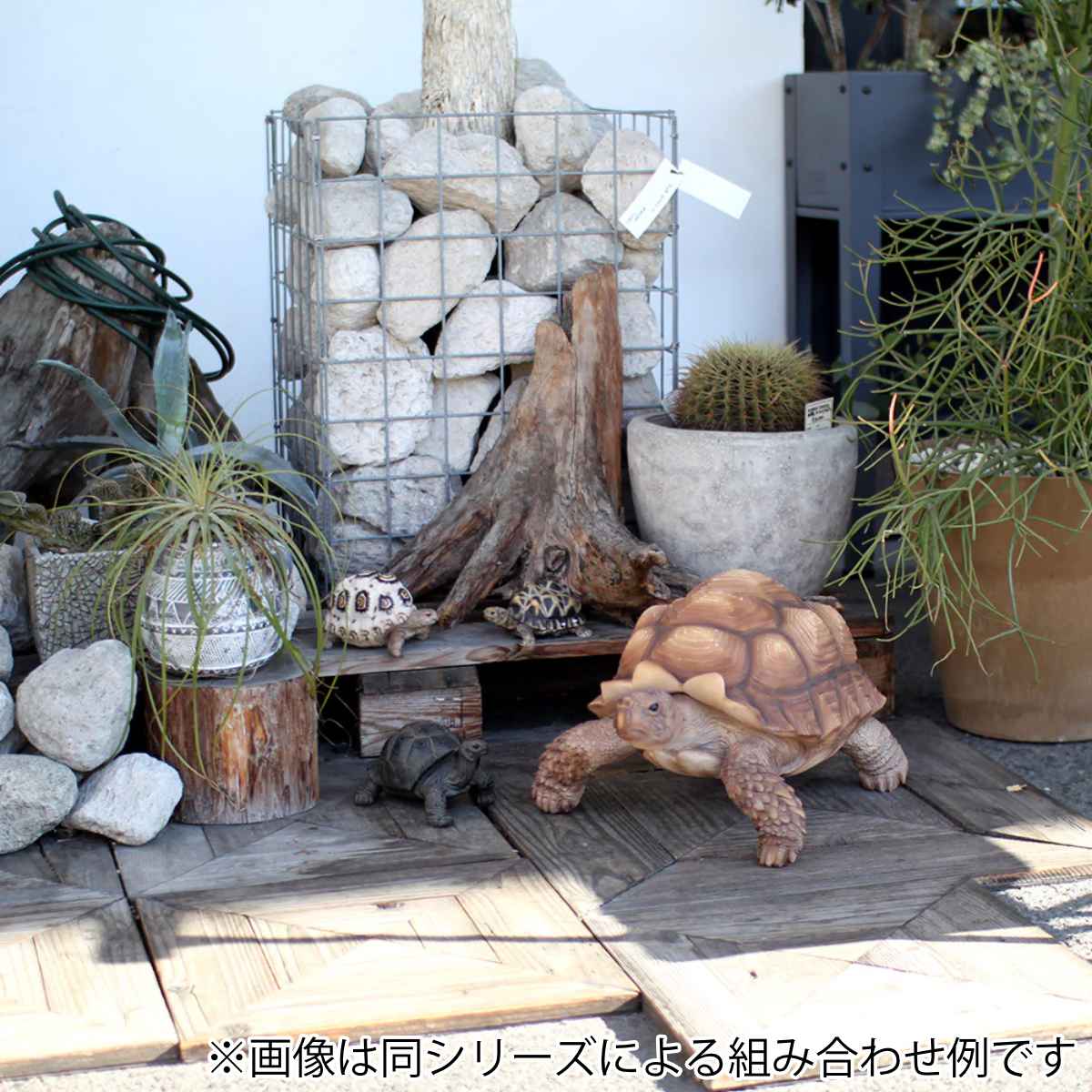 楽天市場】オブジェ インドホシガメ ペットバンク 貯金箱 （ 置物 動物