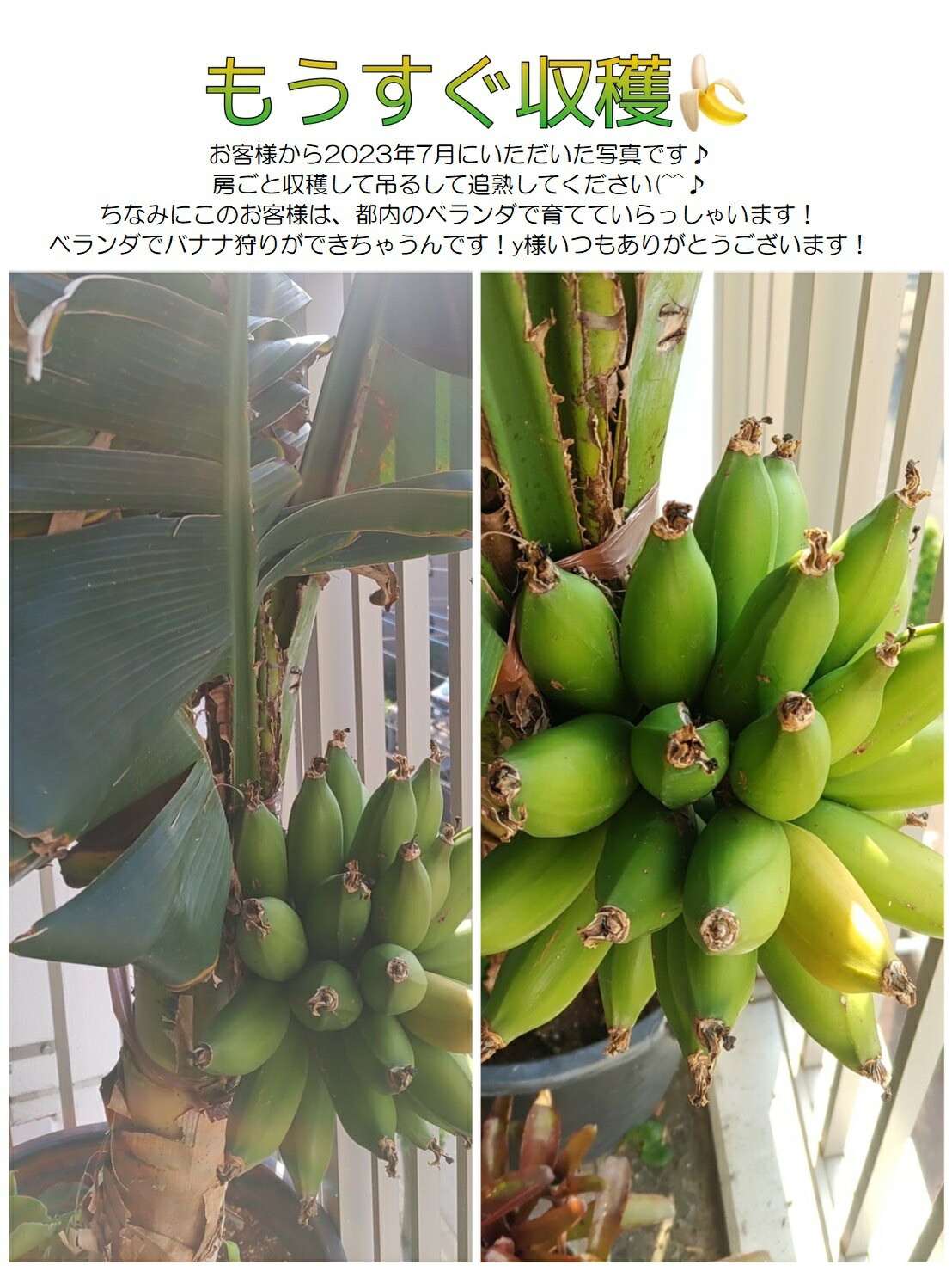 楽天市場】【予約4月から順次】 来年には収穫できるかも！コンパクトで