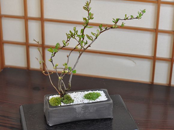 楽天市場】盆栽 雲龍 長寿梅 ミニ盆栽 小品 花物 卓上盆栽 室内 鑑賞