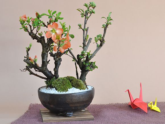 楽天市場】盆栽 木瓜 ボケ 樺長寿と白寿 紅白2本立ち ミニ盆栽 花物