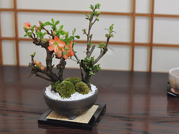 楽天市場】盆栽 木瓜 ボケ 樺長寿と白寿 紅白2本立ち ミニ盆栽 花物
