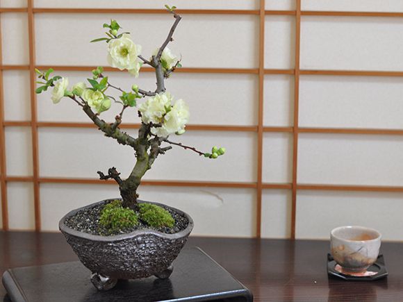 楽天市場】盆栽 木瓜 ボケ 白寿 白花 ミニ盆栽 小品 初心者 入門 室内