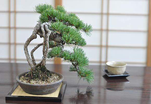 楽天市場】盆栽 松 五葉松 根上がりの懸崖五葉松 ミニ盆栽 小品盆栽