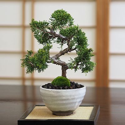 楽天市場】盆栽 真柏 ミニ盆栽 初心者 室内 鑑賞 盆栽入門 趣味 ミニ