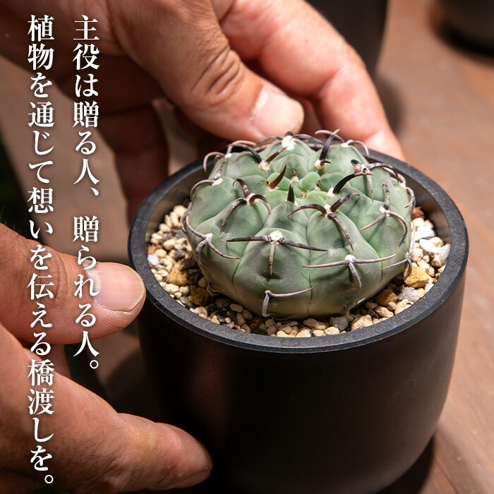 楽天市場】【ふるさと納税】ビカクシダ板付け(コルク)オシャレな観葉