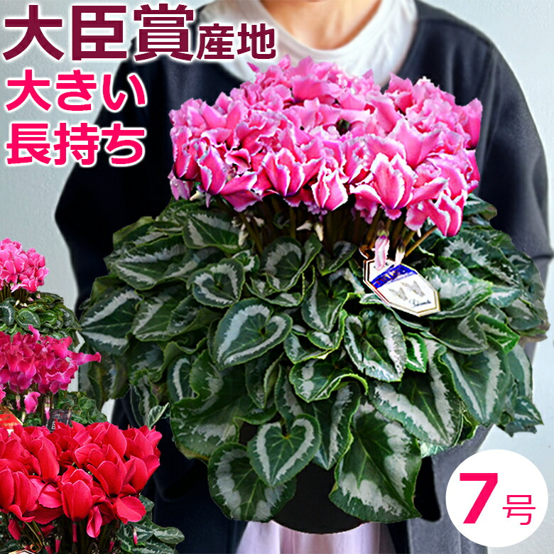 楽天市場】シクラメン 7号鉢 鉢植え 特選大株 お歳暮【ラッピング無料