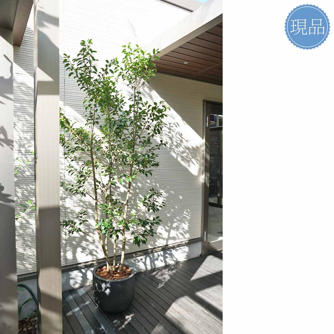 楽天市場】【現品】鉢植え【ソヨゴ】株立ち 自然風樹形 雌株 全高H