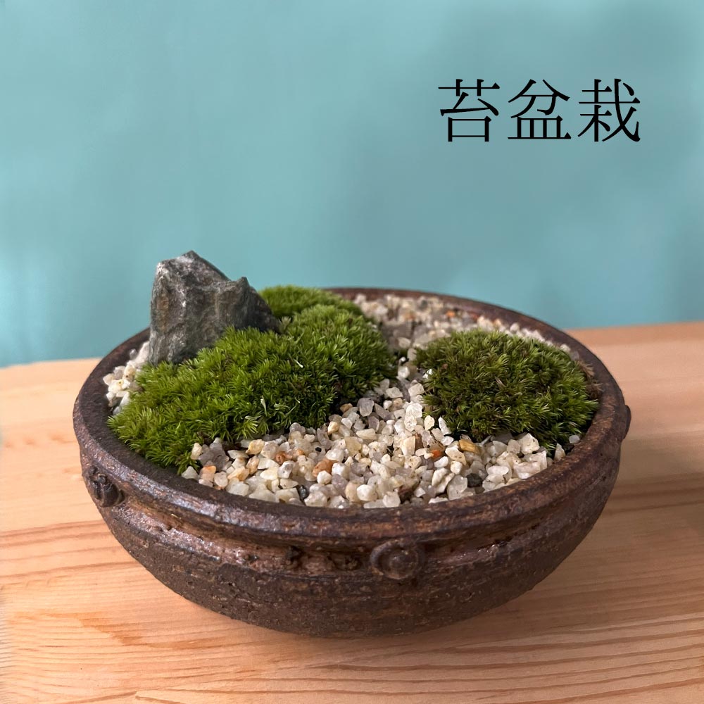 楽天市場】苔が主役の苔盆栽 古都の趣ある神社の風景 信楽焼平鉢 三波