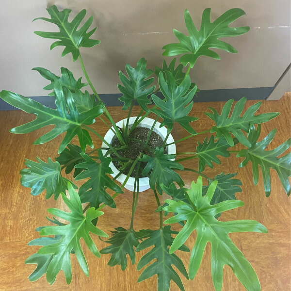 楽天市場】フィロデンドロン クッカバラ 5号鉢 観葉植物 室内 新築祝い