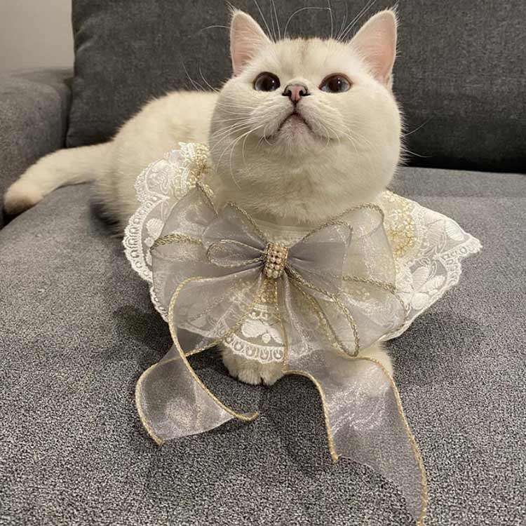 楽天市場】猫 首輪 ネコ リボン レース 鈴付き かわいい アクセサリー