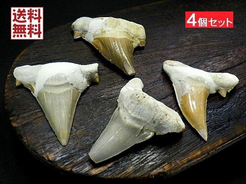 楽天市場】特大 サメの歯 化石 4石セット 50ミリアップ 鮫の歯