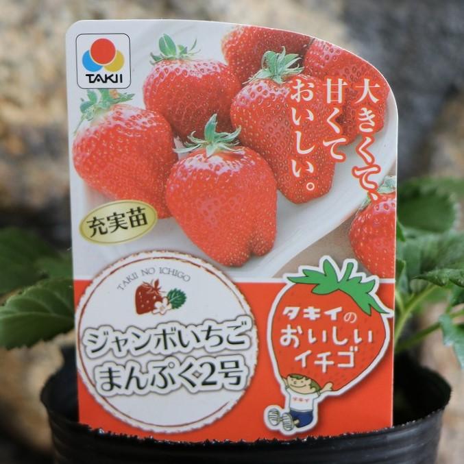 楽天市場】タキイ イチゴ苗 ジャンボイチゴ まんぷく2号 4号ポット苗