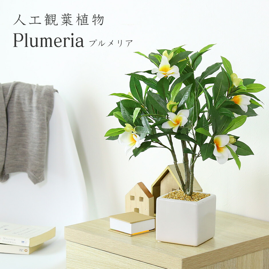 プルメリア 鉢」の人気商品一覧 | 安い商品を通販サイトから探す