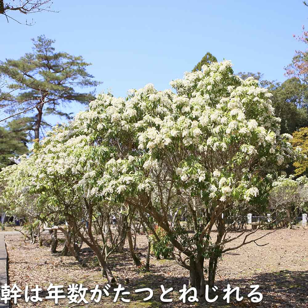 楽天市場】アセビ 0.3m 露地 苗 : トオヤマグリーン