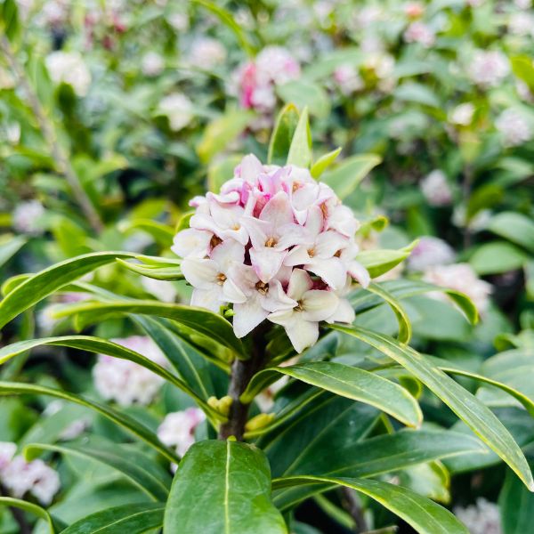 楽天市場】でかい 赤or白花 沈丁花 ジンチョウゲ 80cm前後(根鉢含まず