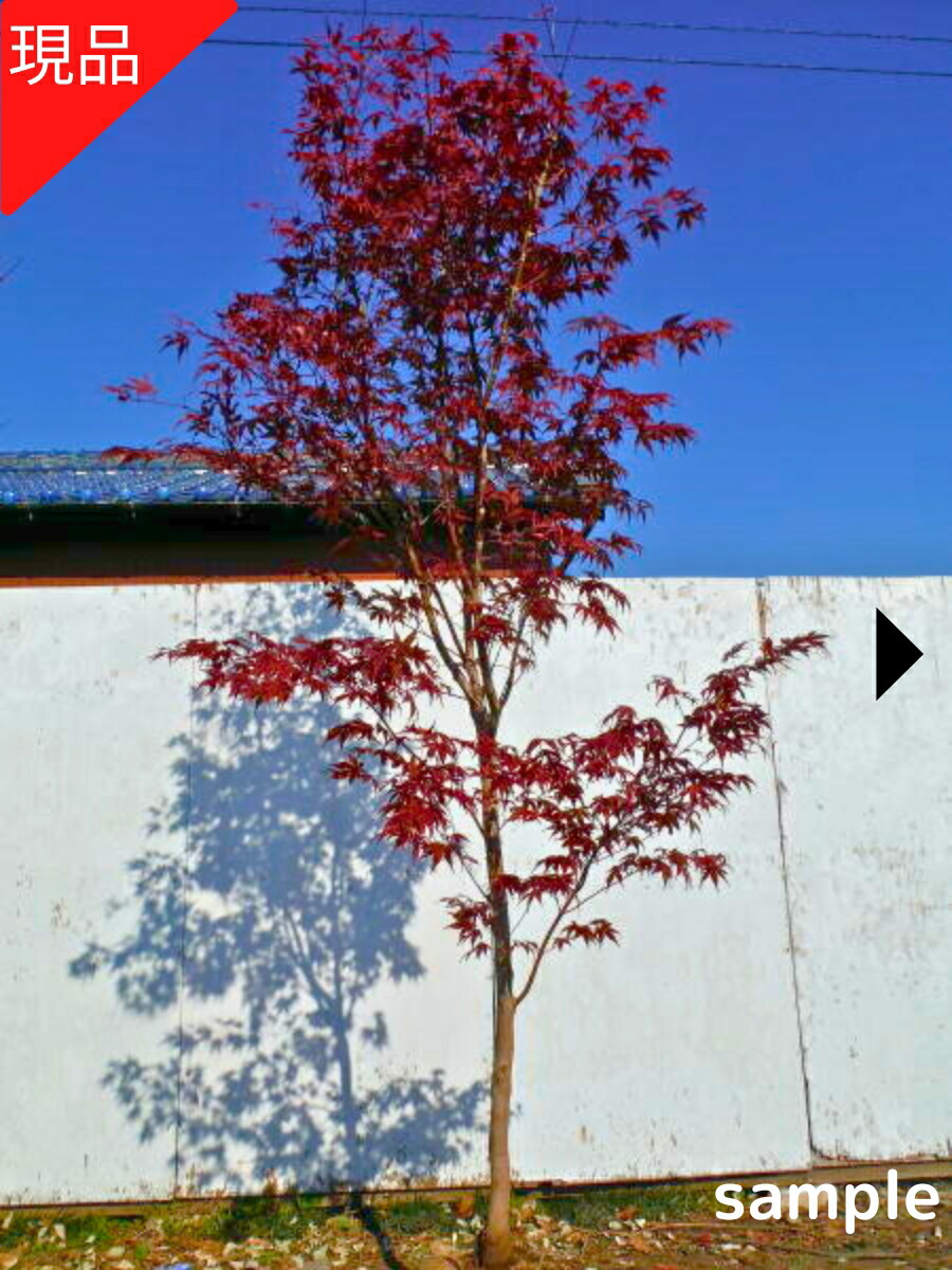 楽天市場】【現品発送】野村モミジ（ノムラモミジ）樹高2.1-2.3m(根鉢