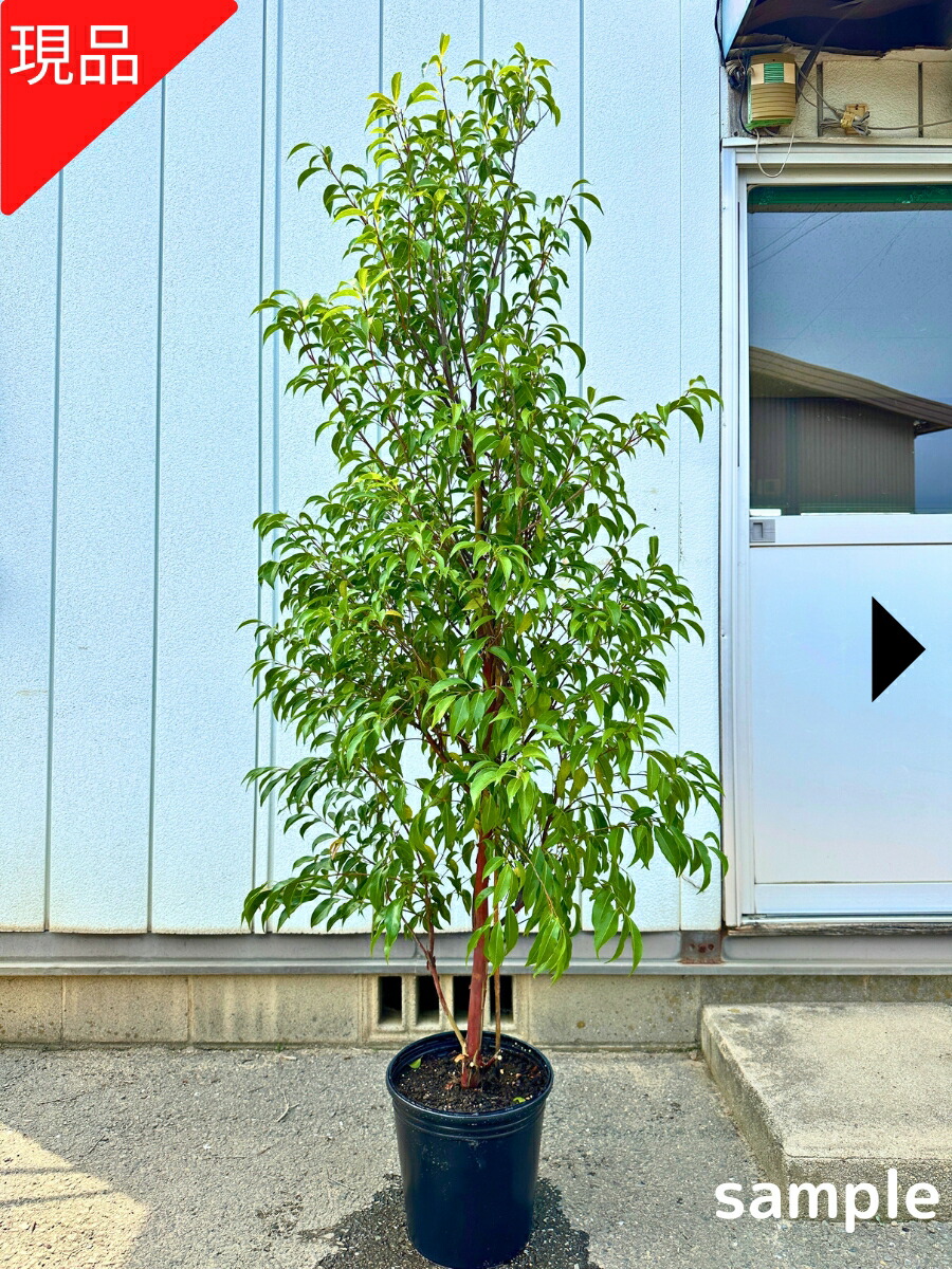楽天市場】【現品発送】常緑エゴノキ 9号 樹高1.8-1.9m(鉢底から