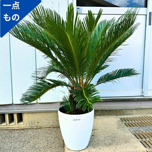 ソテツ 8号 80cm 20250828b5.jpg