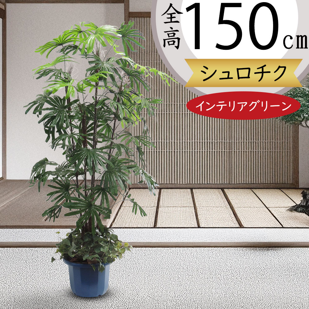 楽天市場】シュロチク シュロ竹 棕櫚竹 フェイクグリーン 大型