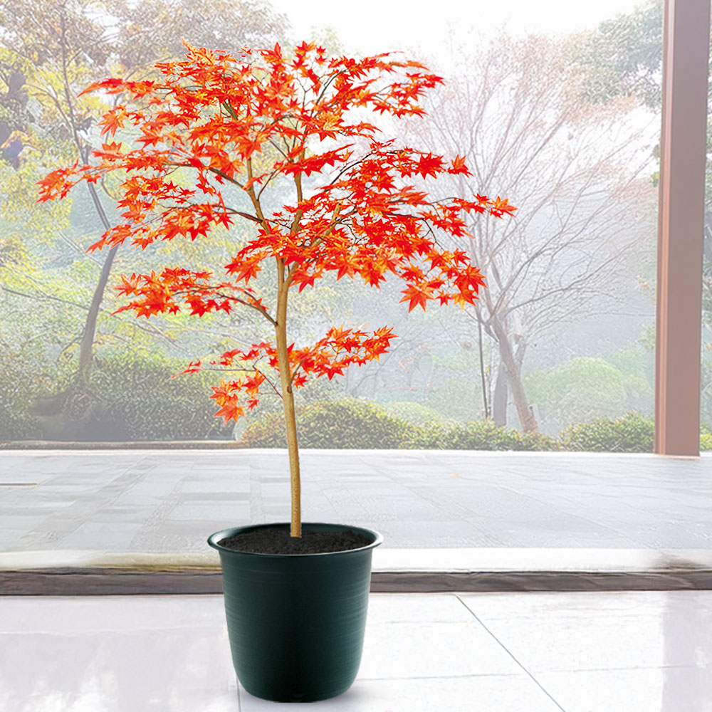 タイムセール 金魚アート 紅葉 もみじ 置物 プリザーブドフラワー