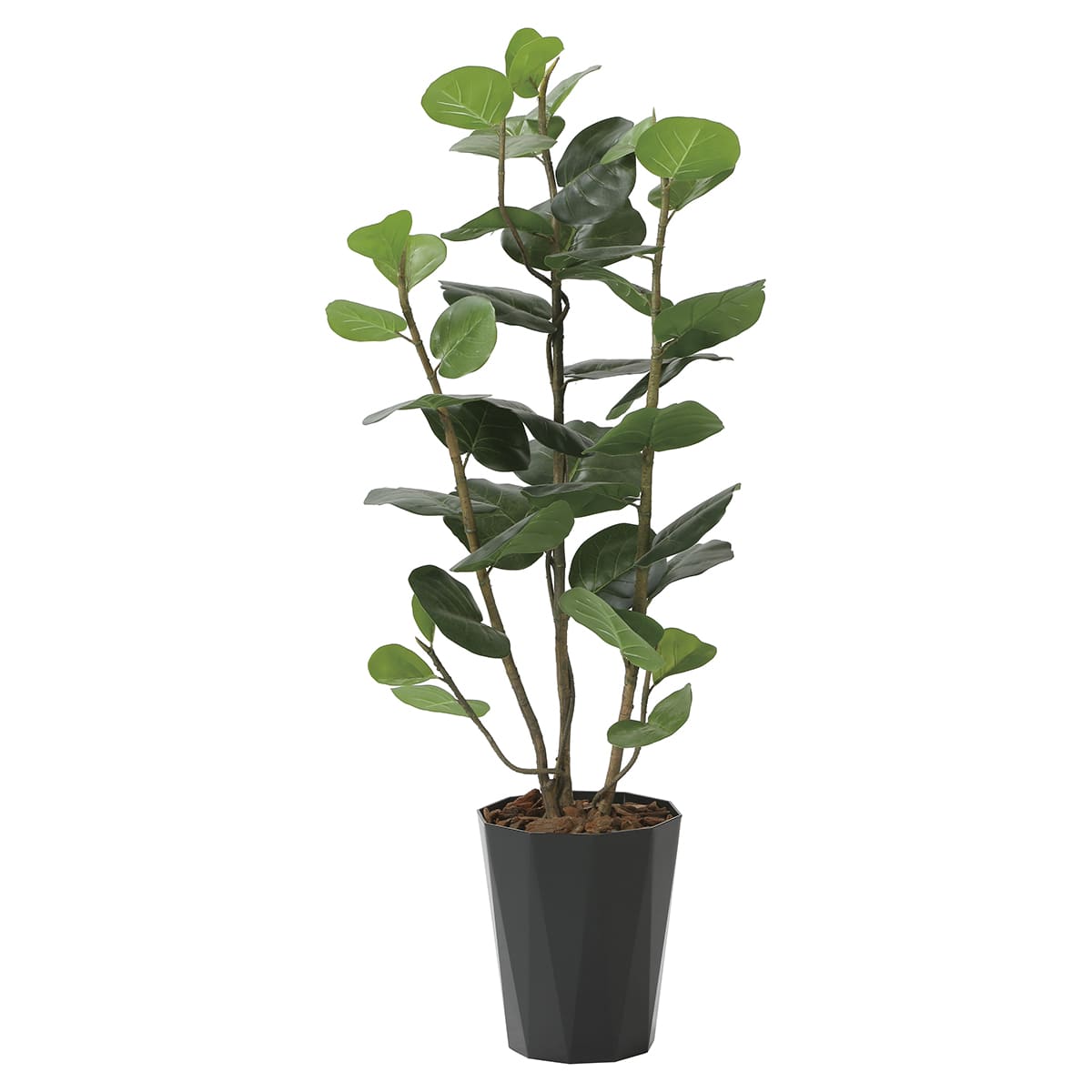 観葉植物 シーグレープ」の人気商品一覧 | 安い商品を通販サイトから