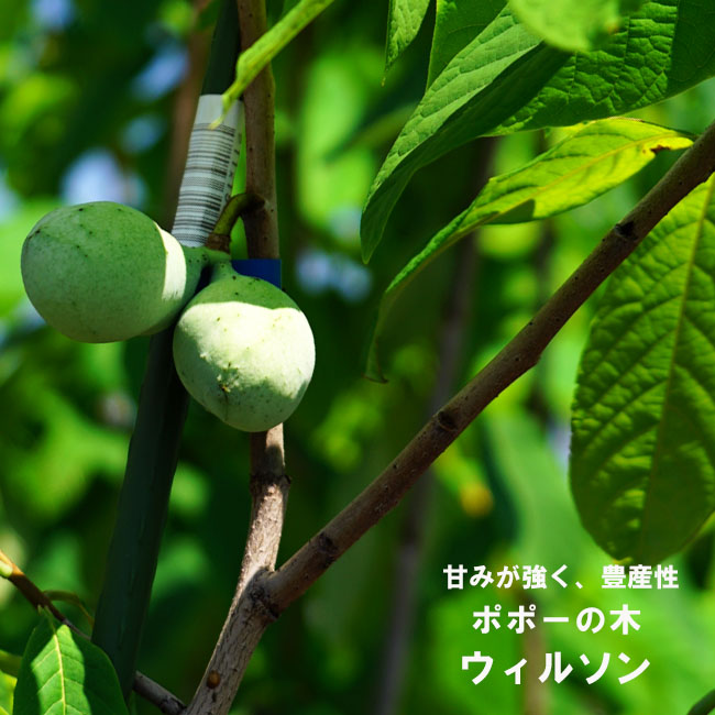 楽天市場】ポポー 苗木 【ウィルソン】 3年生接木大苗 : 苗木部 by
