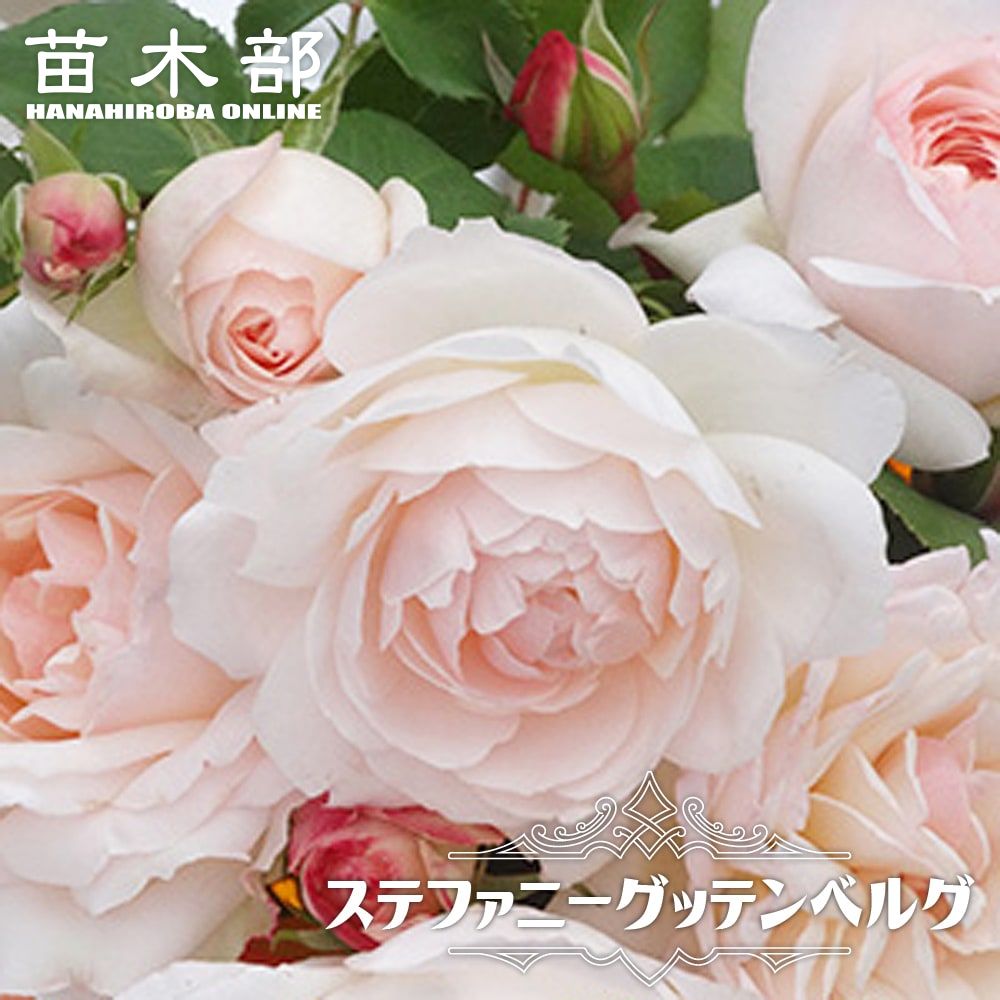 バラ中苗充実苗 　四季咲き中輪　コンパクト　花持ちいいです、病害虫に強いです 楽天市場】 バラ苗 > プロがすすめるベストローズ > 木立ち・ブッシュ