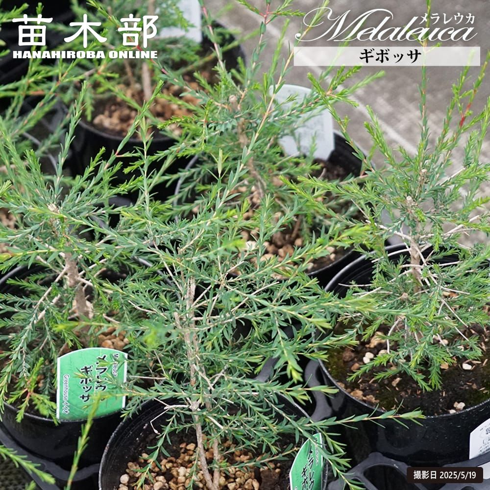 楽天市場】【ギボッサ】 メラレウカ 5.5号鉢植え : 苗木部 by 花