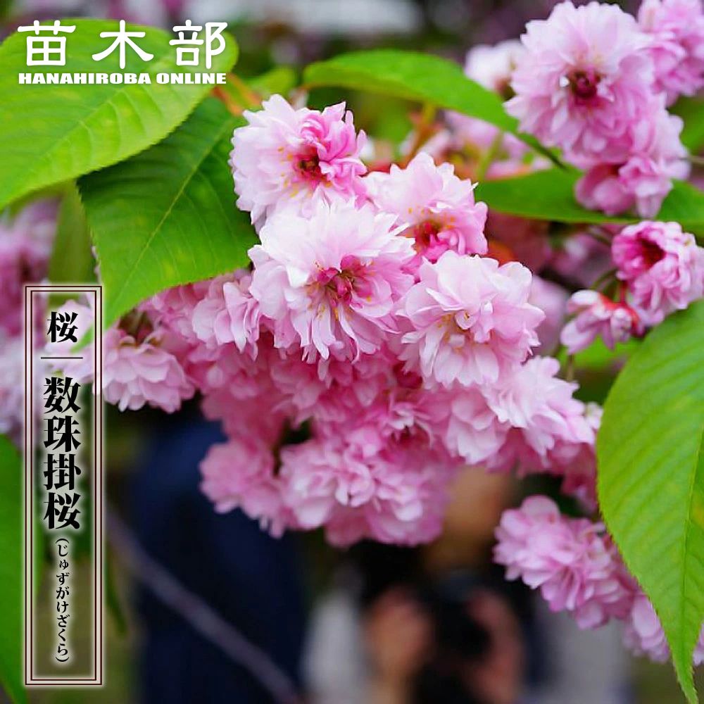sakura014_01-logo.jpg