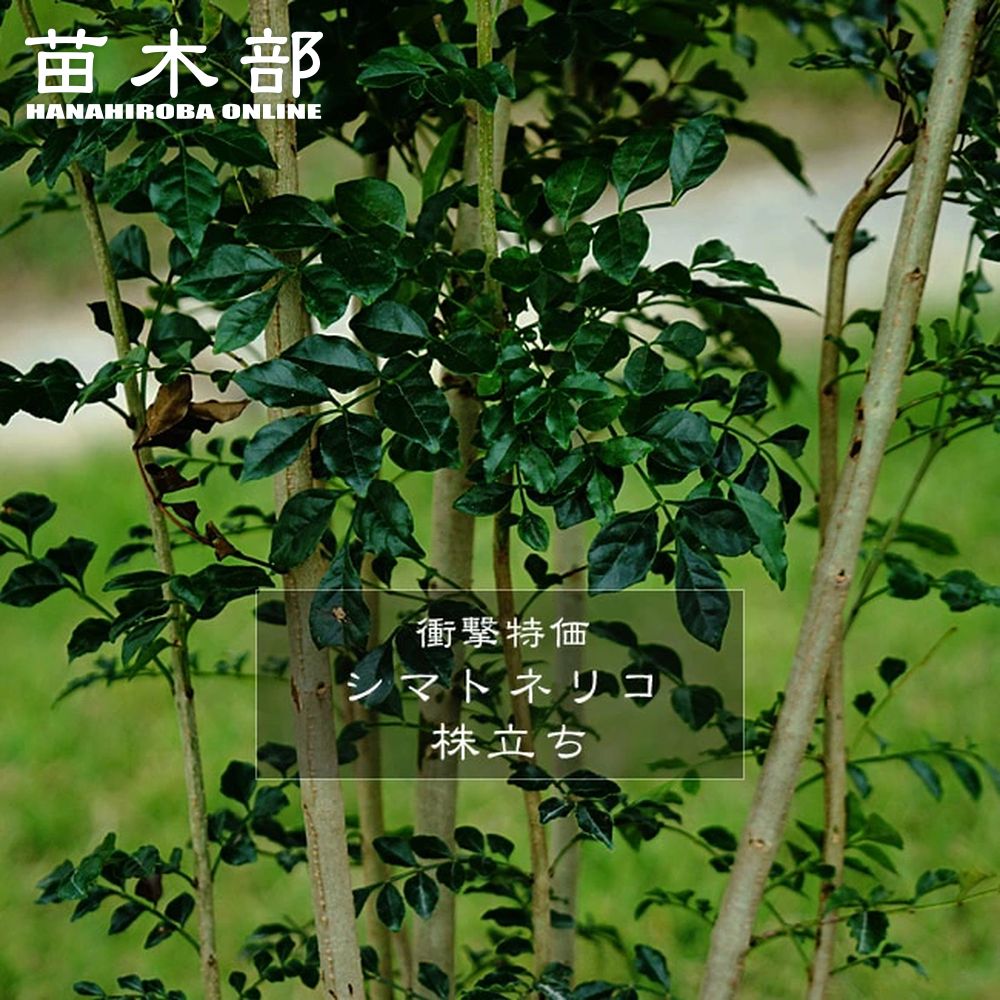 楽天市場】シマトネリコ 4号ポット苗 : 苗木部 by 花ひろばオンライン