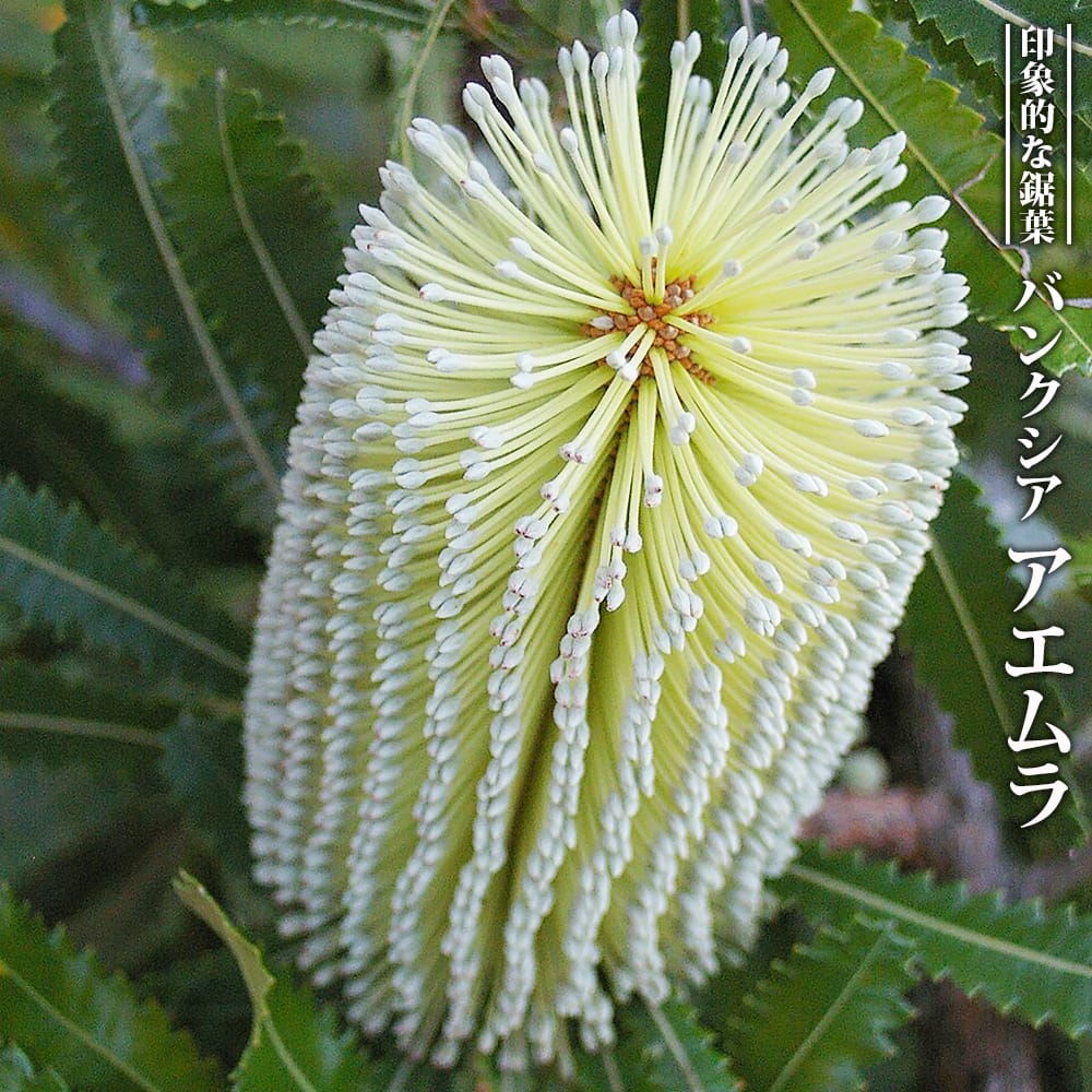 楽天市場】バンクシア 【アエムラ】 4号スリット鉢植え : 苗木部 by