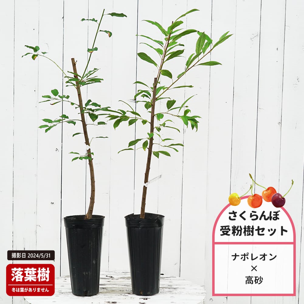 楽天市場】さくらんぼの木 【ナポレオン】 1年生接木苗 単品 or 受粉樹