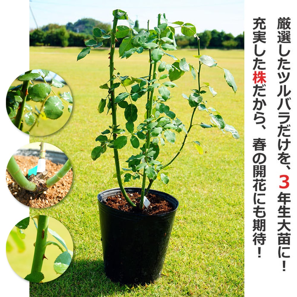 楽天市場】四季咲き強香つるバラ 【コンパッション】 3年生特大苗