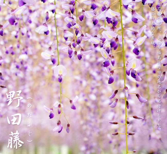 楽天市場】花藤 【野田藤】 2年生 接木 6号ポット苗 : 苗木部 by 花