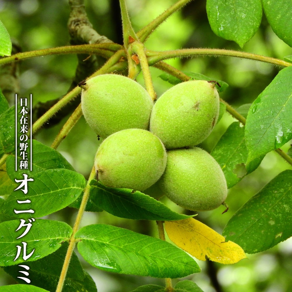 楽天市場】くるみの木の苗 【鬼胡桃 （オニグルミ）】 3年生実生大苗