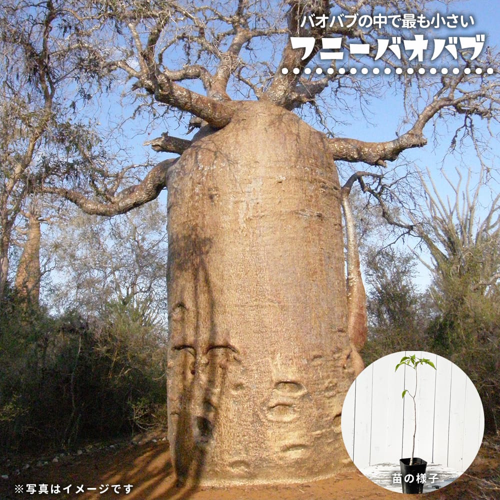 楽天市場】冬は落葉します。発根済【現品・現物】【盆栽】バオバブの木