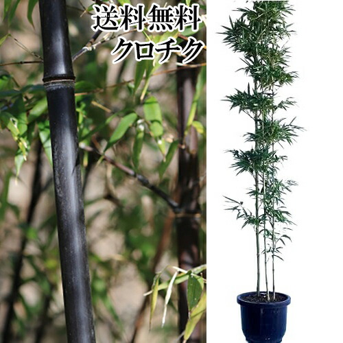正月特価1000円引❗️黒竹苗 苗 黒竹」の人気商品一覧 | 安い