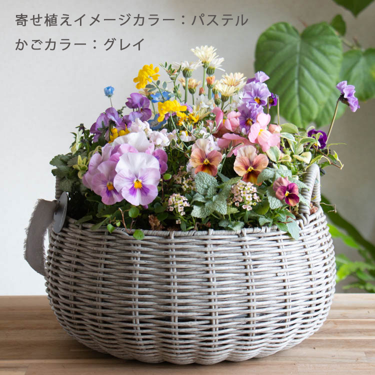 楽天市場】花うるるアレンジ寄せ植え「ジェミニバスケット ロウ(L