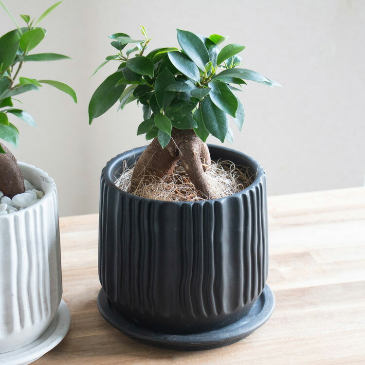 楽天市場】＼育てやすい／ガジュマル 鉢植え(受け皿付き)【アロ