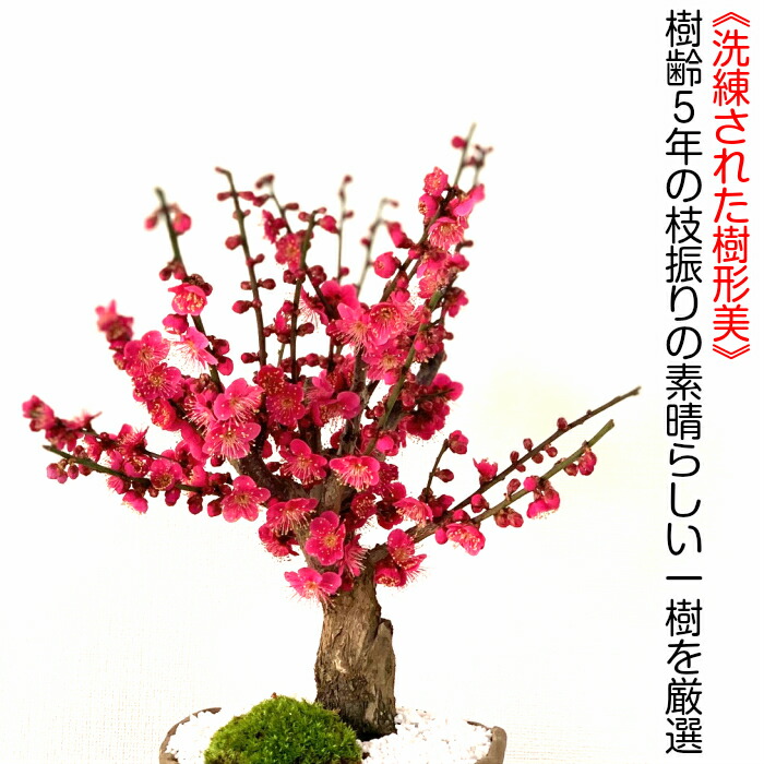 楽天市場】盆栽 梅 希少 大盃梅 紅梅 白梅 玉牡丹 80〜100個以上の蕾