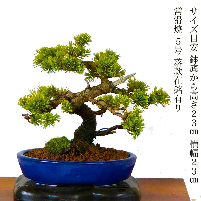 楽天市場】盆栽 松 吾妻五葉松 一点物 現品お届け 高級 希少 樹齢15年