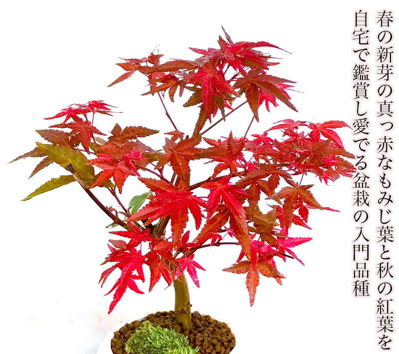 楽天市場】盆栽 もみじ 紅葉 鉢植え 樹高18センチ前後 希少 出猩々